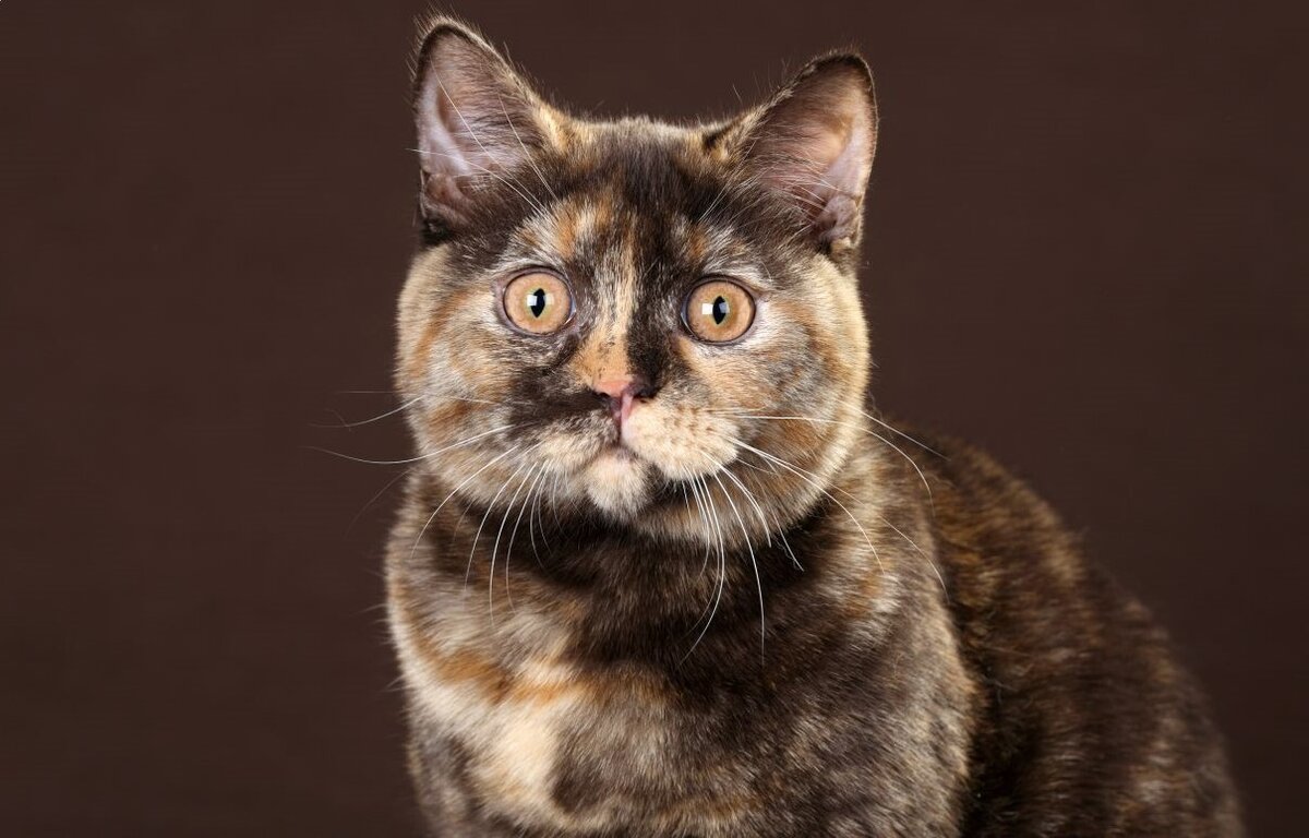 Фото из Интернета.