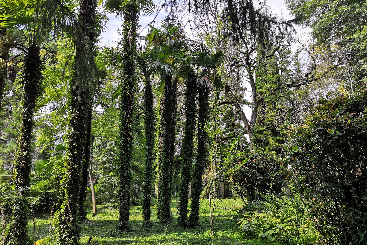 Один из уголков сада. Потрясающие пальмы!
