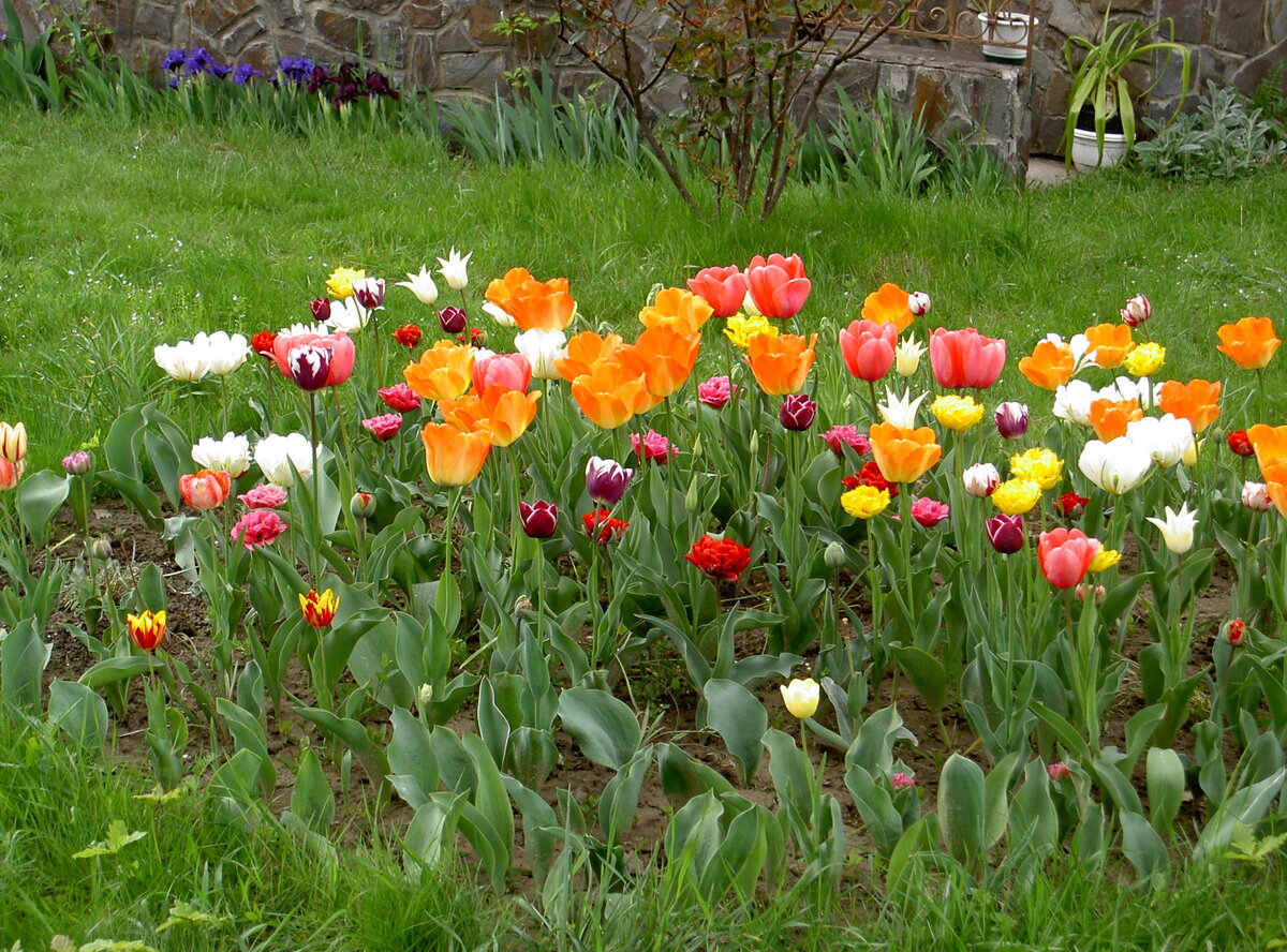 Моя тюльпанная грядка микс