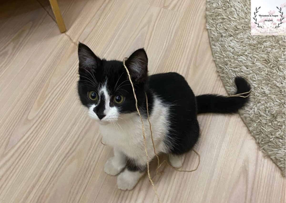 Это я помогал хозяйке вязать носки