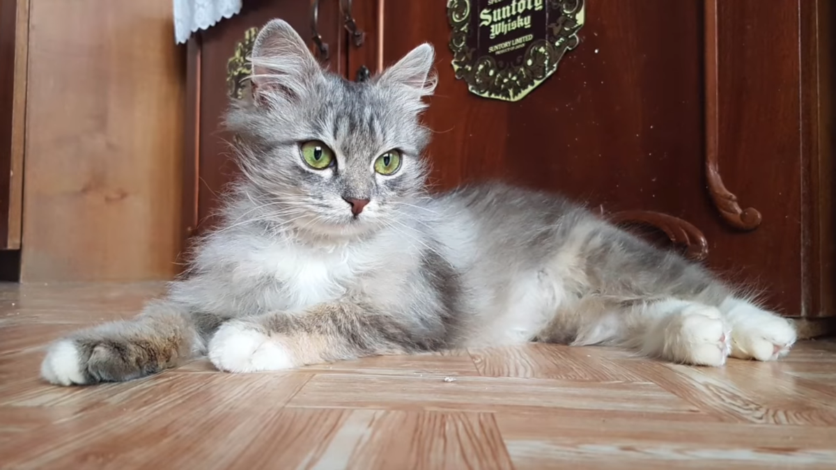 Вот она, красавица. Источник фото: https://www.ilovedogsandpuppies.com/man-saves-frozen-kitten-everyone-else-ignored-transformation-incredible/