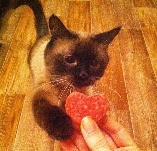 Я когда бутерброды делаю, кошка приходит, запрыгивает на стул и долго сидит, и смотрит на колбасу