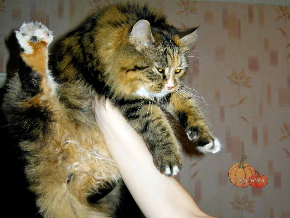   Наша Клёпа. (Листайте ➡ )