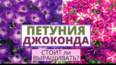 ПЕТУНИЯ серии ДЖОКОНДА. Особенности сорта. Стоит ли выращивать