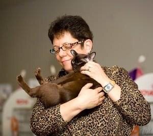 Jasper Burmese cats - Lorenzo