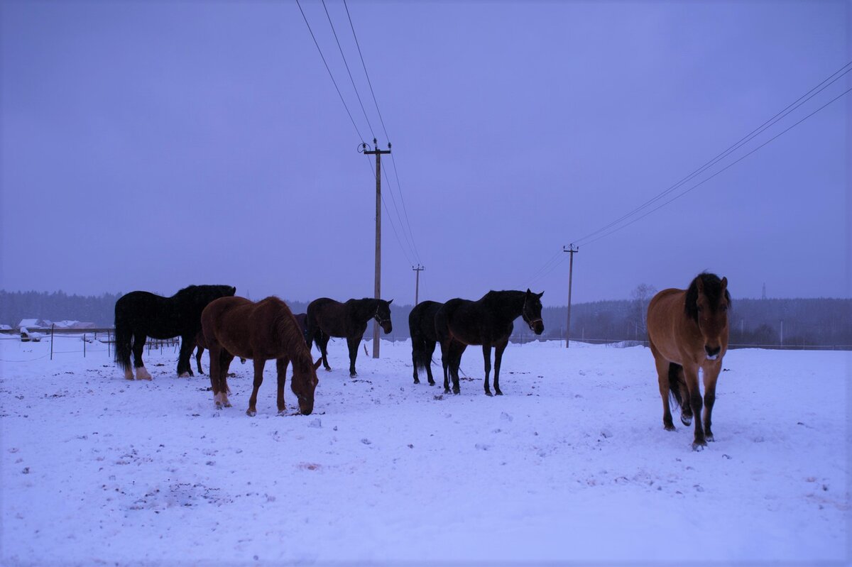 Табун на выгуле. Автор оригинала фото Елена Садовская. Обработка фото - Соколова Софья.