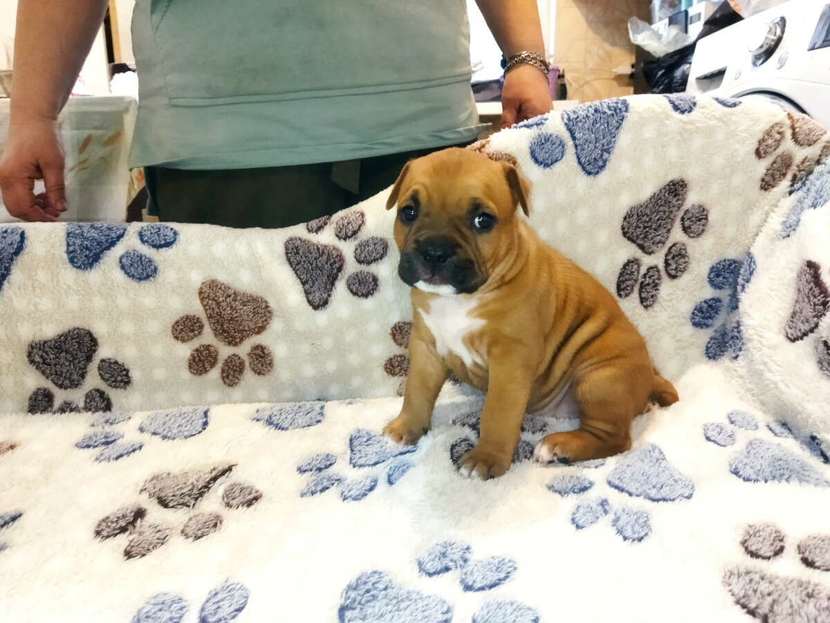 Девочка Наоми. Жгучая рыжая красавица с чёрной маской. Очень спокойная, вальяжная, при этом уверенная в себе, малышка. 