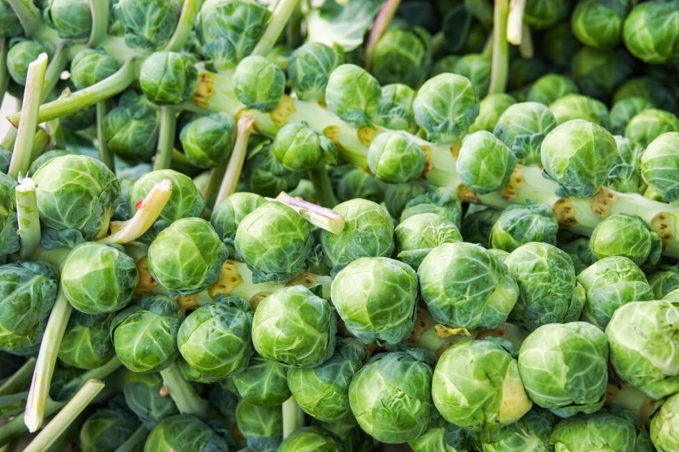 Капуста брюссельская. Посеяла второй раз в жизни. Непривычна она для нашего сибирского глаза. Похожа на баловство. Попался рецепт, где маленькая девочка с аппетитом ест запеканку из неё. У нас две маленькие внучки и внучок. Для них я и расстаралась-посеяла брюссельскую капусту еще раз. Увидим, что будет. Это фото из сети.