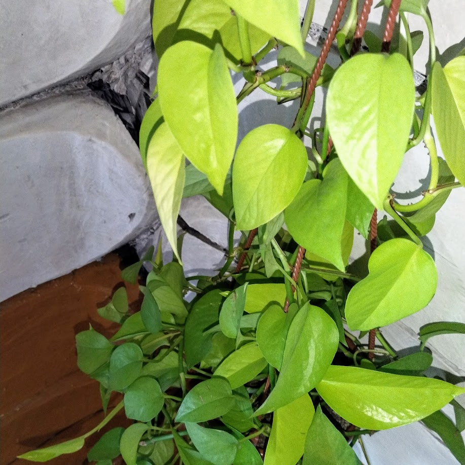 Сциндапсус расплетала как-то: по 4 метра плети!