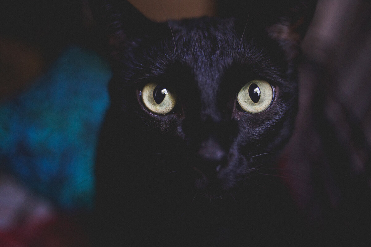 Фото: Арина Боревич.  В образах кота и кошки из истории ее любимцы Джим  и Тони