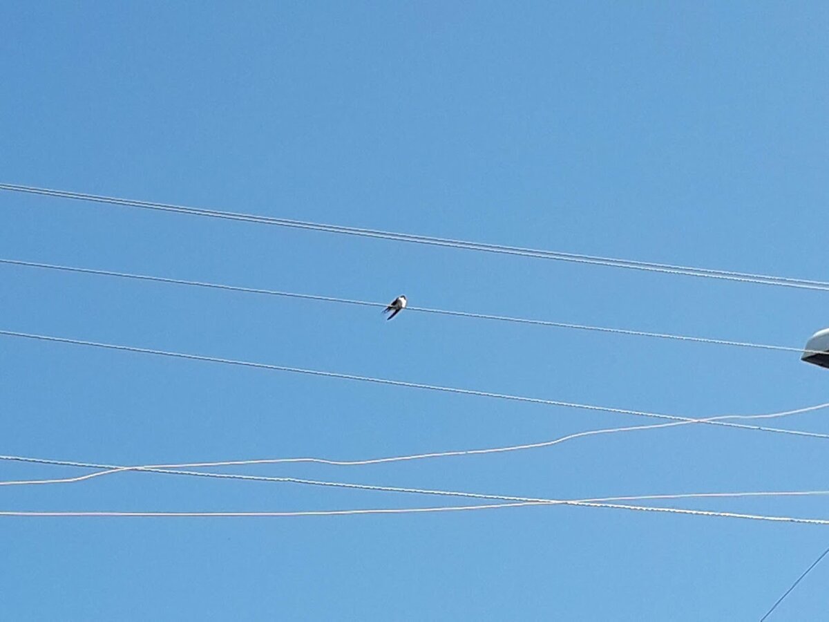 Просто ласточка на проводах около дома