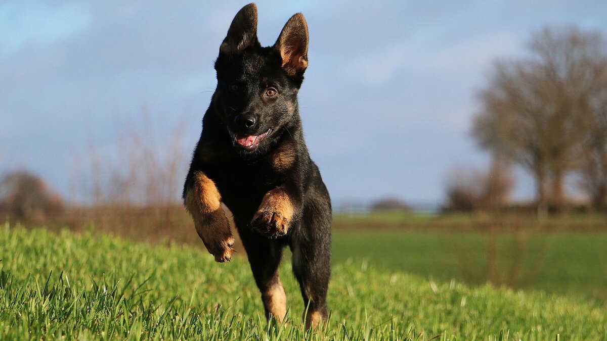 Щенок немецкой овчарки 