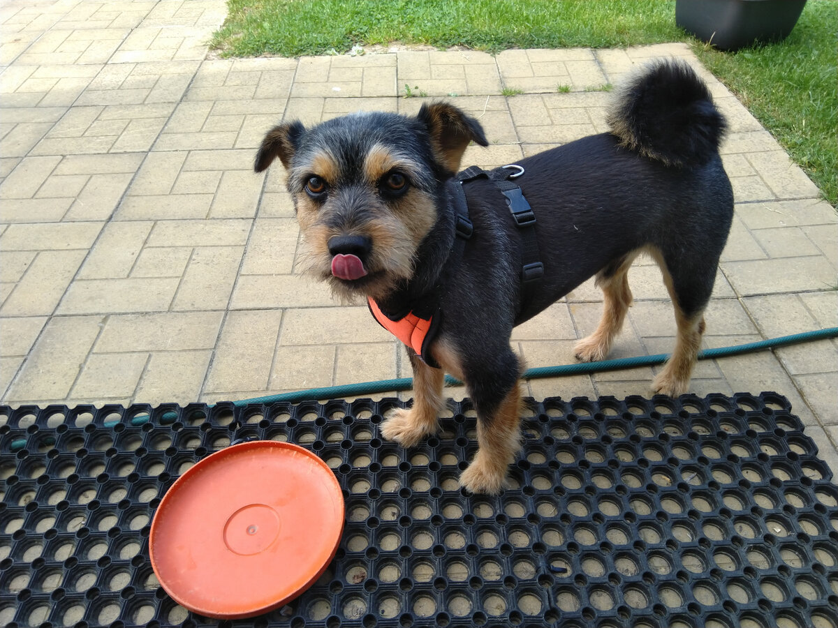 Барик готов к прогулке