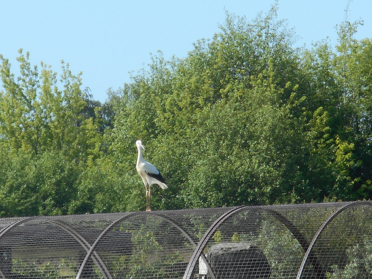 Удачное завершение первого полета - приземление на крышу соседнего вольера