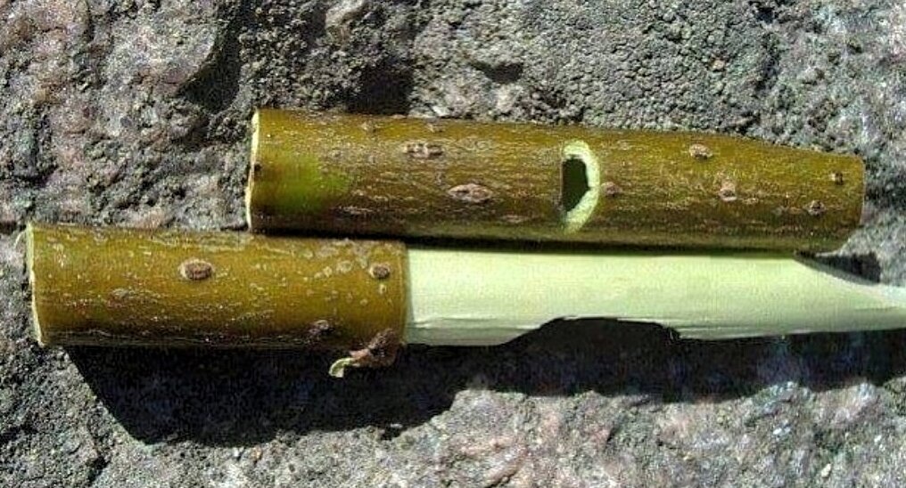 Вот она - лучшая природная советская свистулька! Фото https://vk.com.