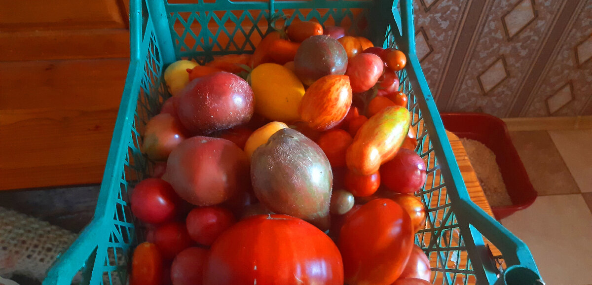 Мой сегодняшний сбор томатов. Часть из них пойдет на заморозку