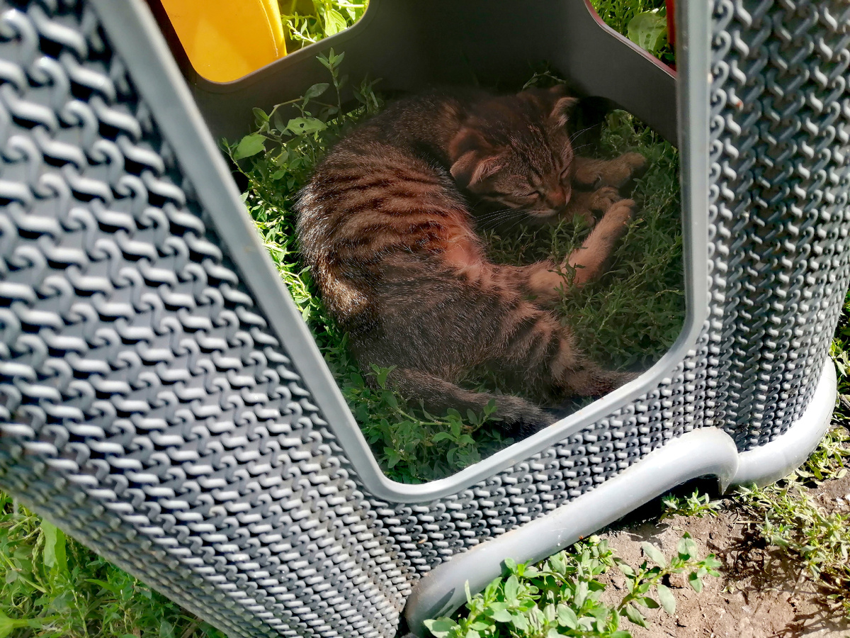 Спит наша радость в табуретке