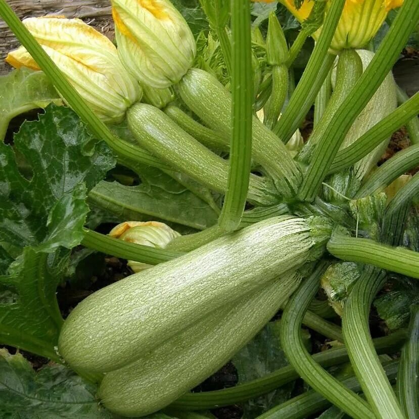 Для оладьев больше подходят молодые кабачки, белых сортов или цукини, а чтобы выбрать подходящий, просто проведите чем-нибудь твёрдым по его кожуре, молодой кабачок имеет нежную оболочку, которую легко повредить. Если кожура жёсткая, то её лучше очистить 