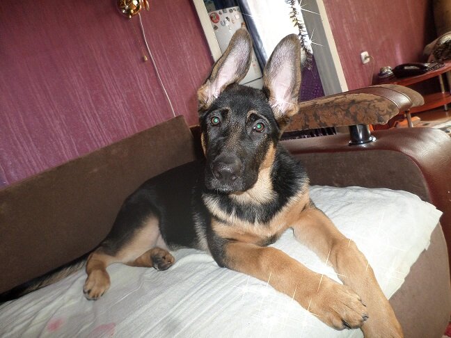 Indy 18 weeks old - German Shepherd - YouTube