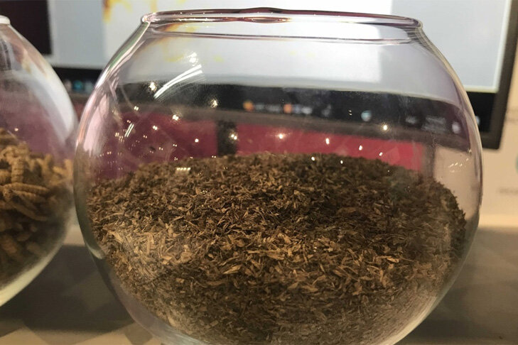    У личинок мухи много полезных свойств. Фото Om1.ru