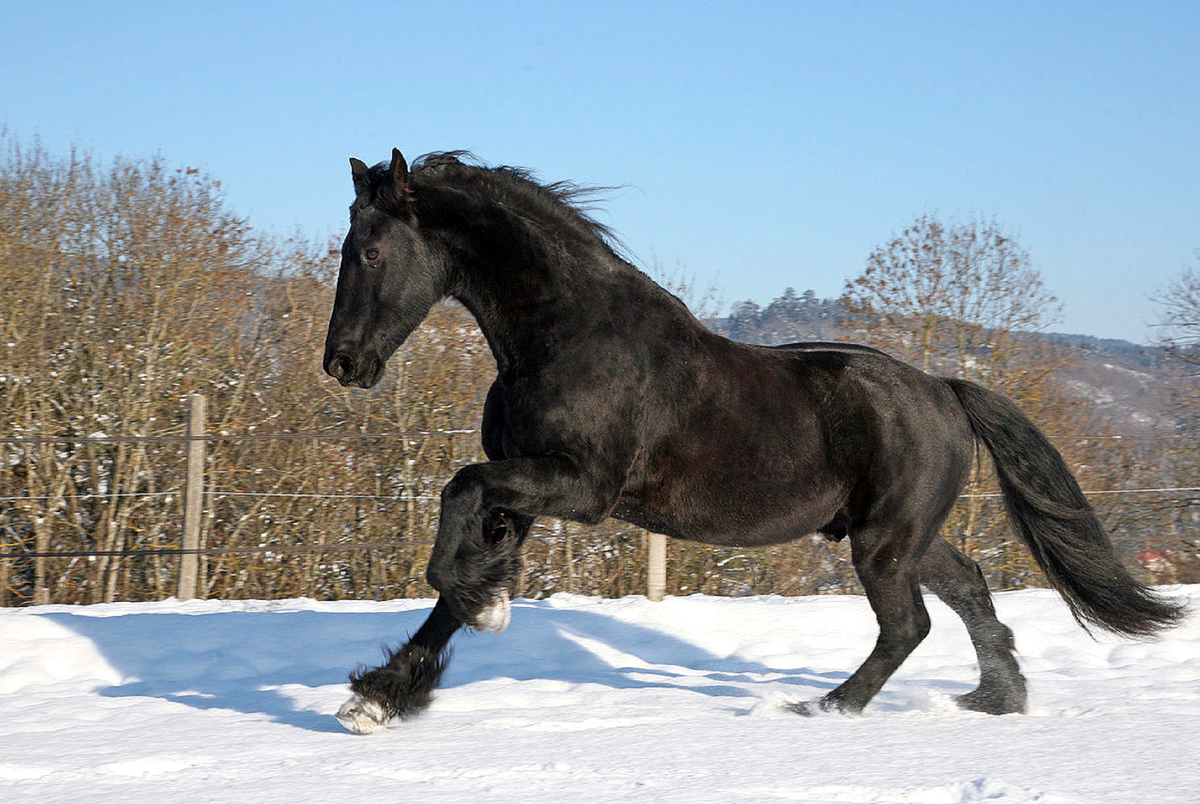 Конь мой вороной. Восточно-Фризская лошадь. Фризская порода лошадей зимой. Восточно-Фризская порода. Вороная Фризская лошадь зима.