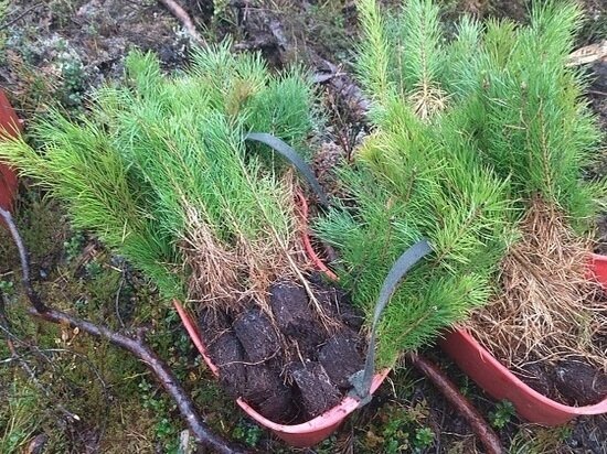     фото пресс-службы правительства региона