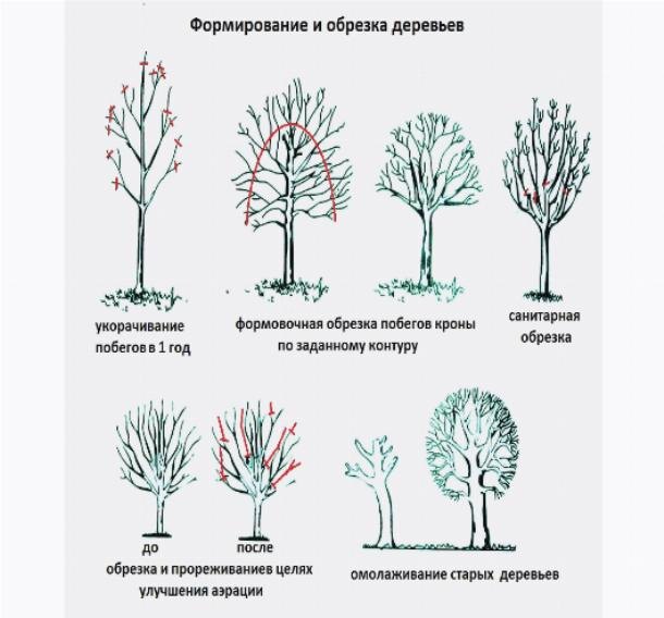 фото: agrokapital.ru