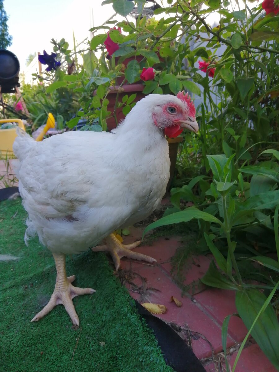 Бройлер РОСС 308, возраст около 1,5 месяцев, вес 2350