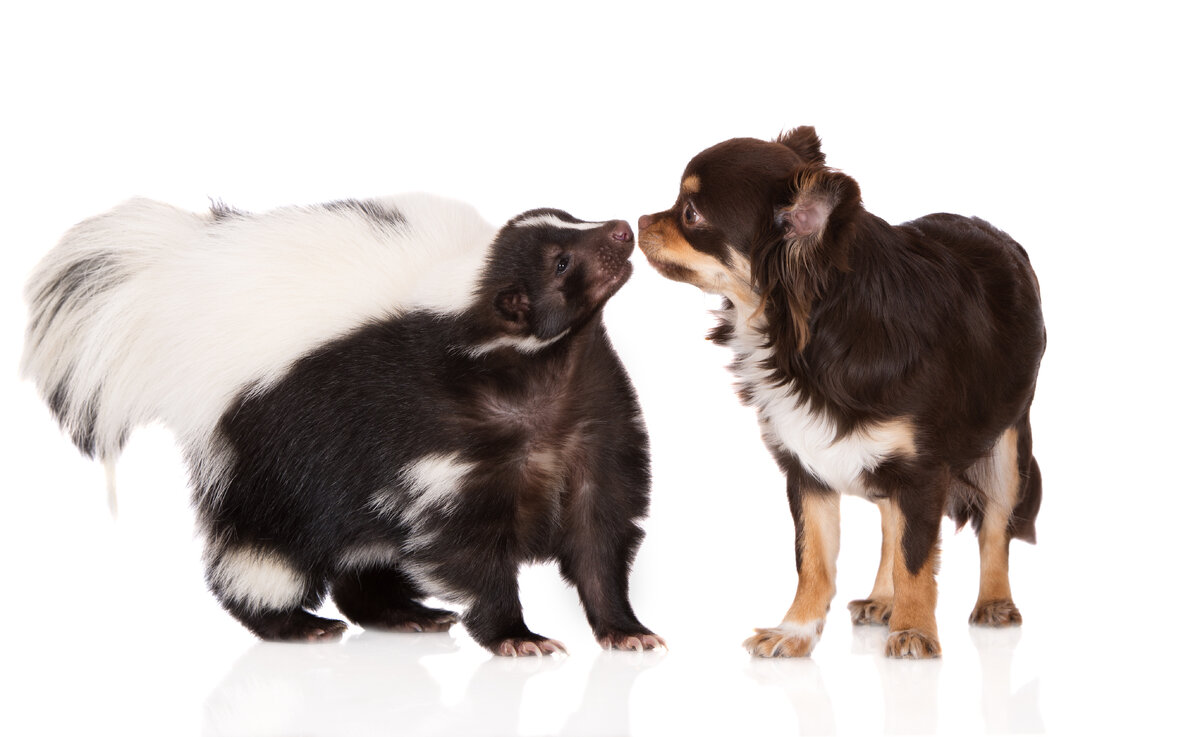 Фото из https://www.fairmontvet.com
