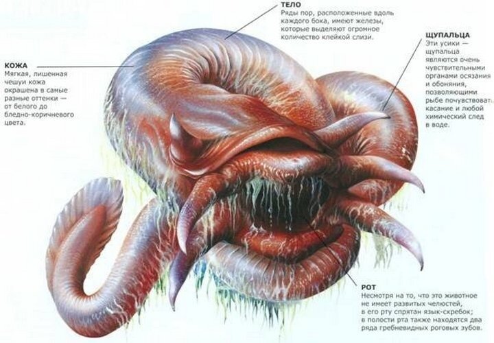 Строение миксин