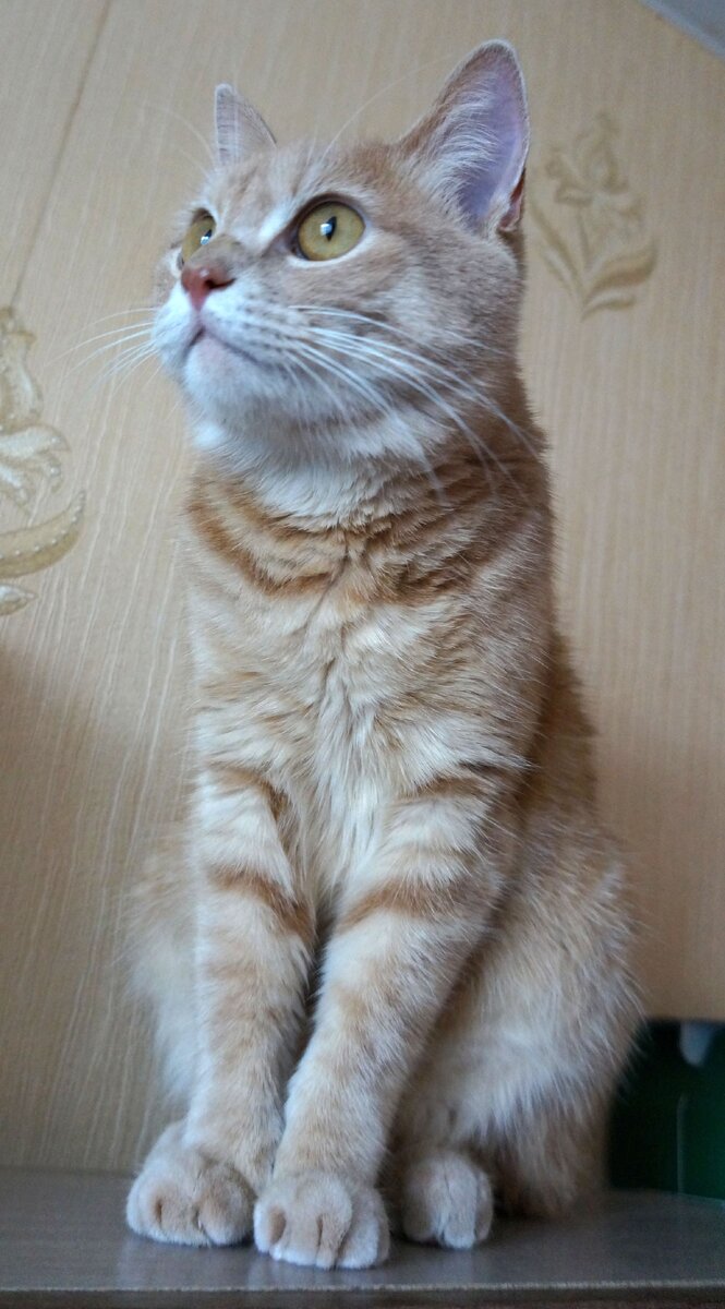 Кот зорко обозревает окрестности...