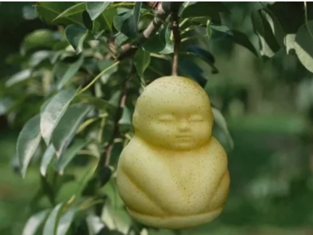 №10 Груша в форме Будды 