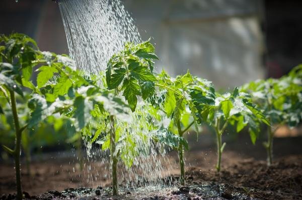 Источник изображения https://7dach.ru/Tangeya/poliv-i-podkormka-tomatov-5464.html