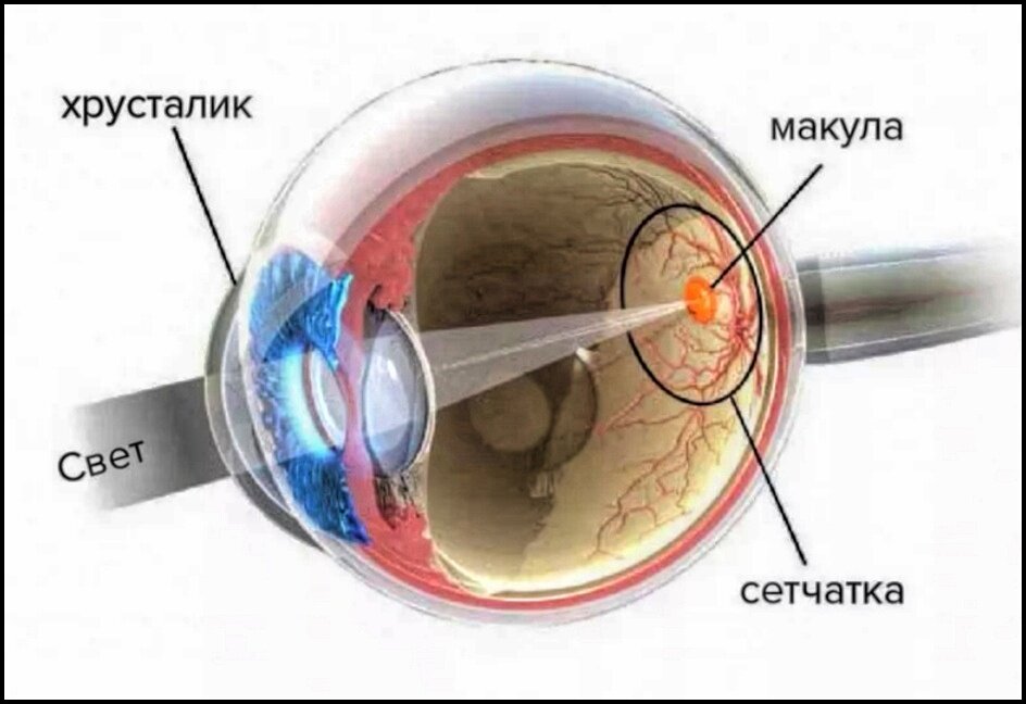 Расположение макулы в глазу