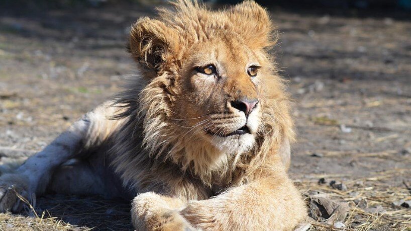 Львенок поправляется