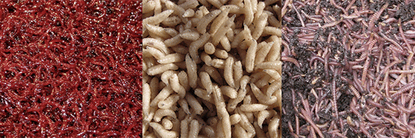 Источник yandex.ru