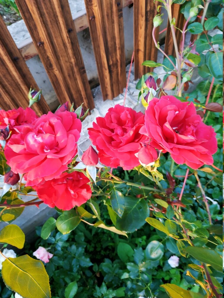 Розы мои, свежее фото.