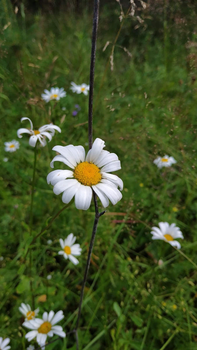 Ромашка полевая