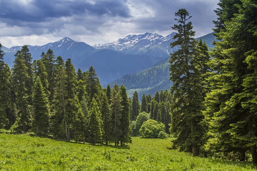 Открыточные виды Кавказского заповедника @alex.perevozov 