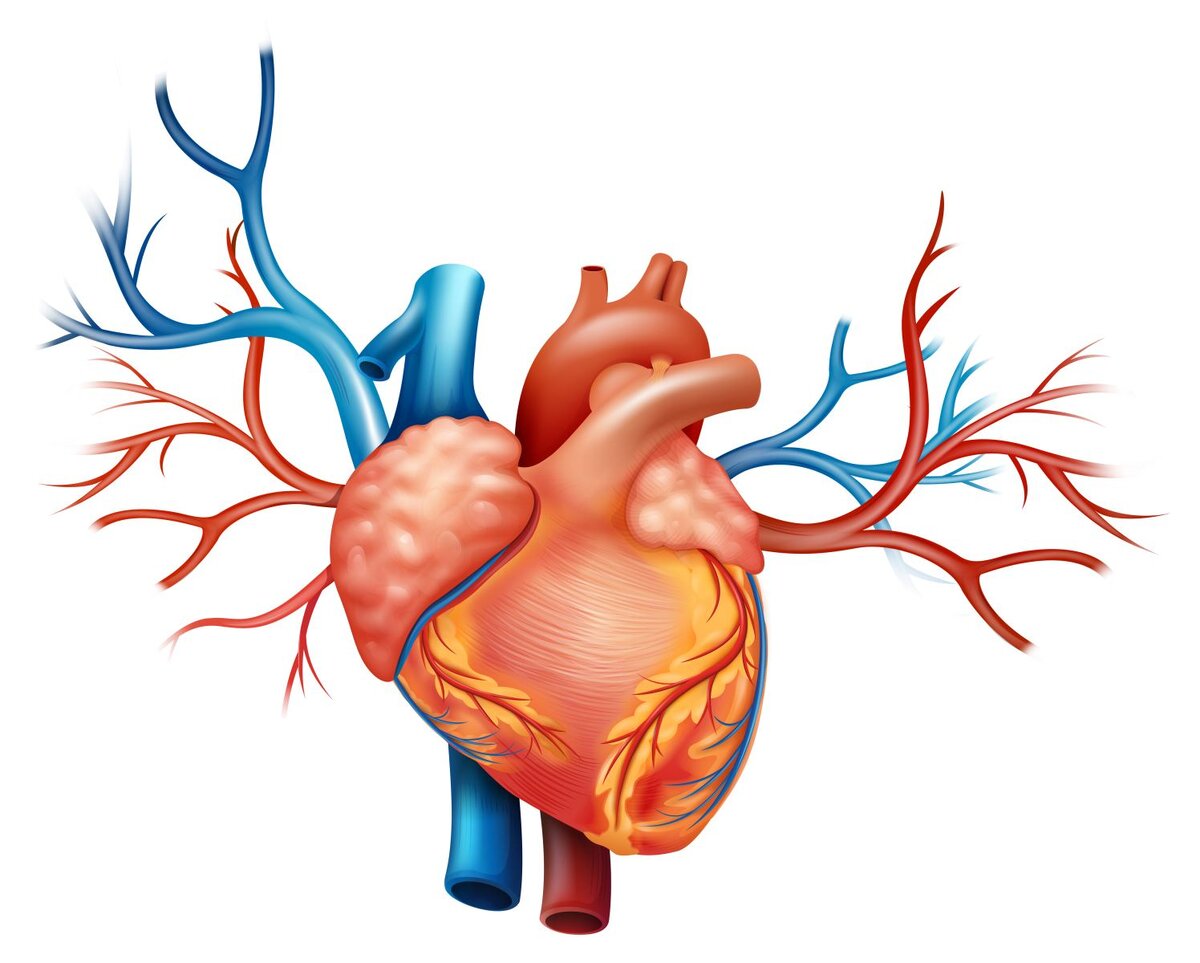 Первичная и вторичная профилактика ишемической болезни сердца