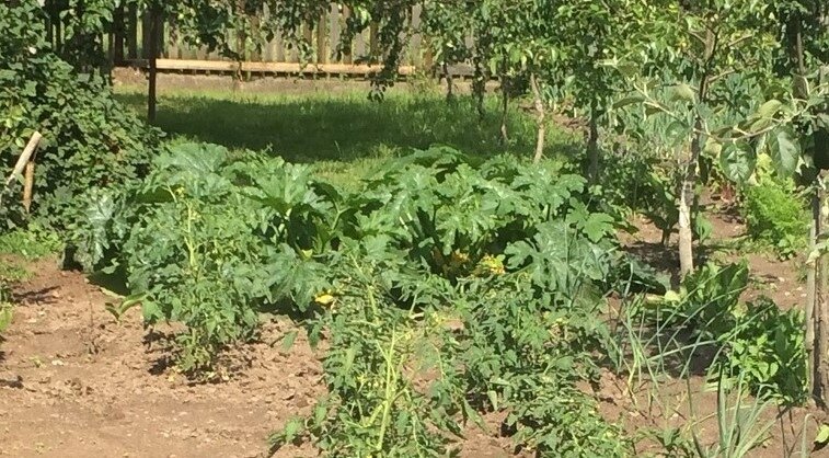 Куст кабачков. Фото автора