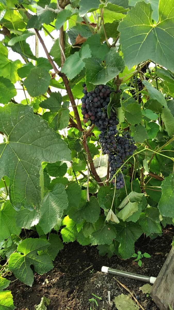 Вот он красавец!