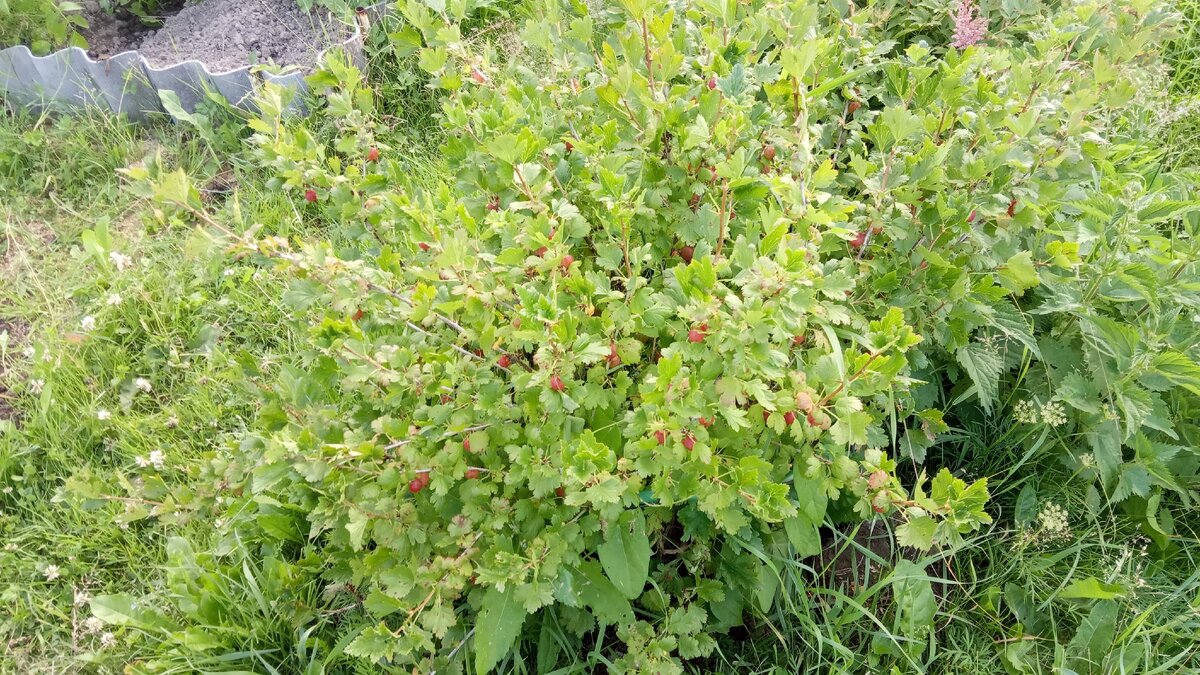 Ягоды у крыжовника зреют, но его не мешало бы прополоть