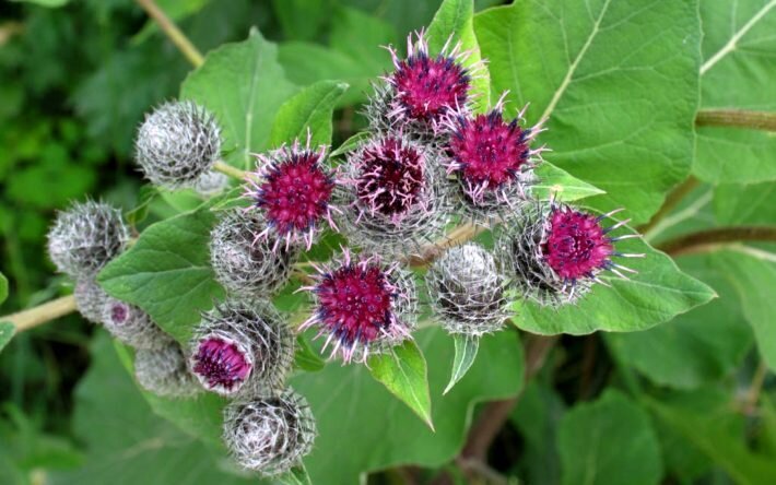 Для приготовления настойки заготавливают листья лопуха первого года жизни