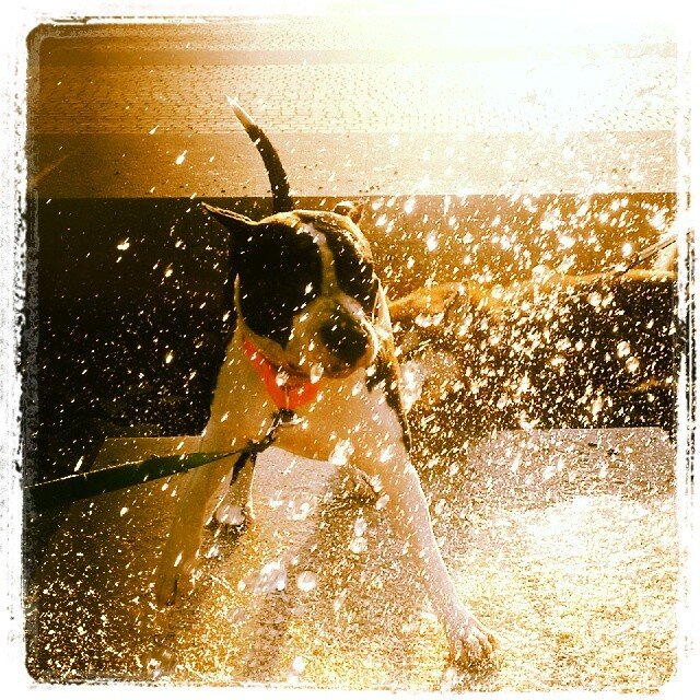 Американский стаффордширский терьер New Image Tipit z Hanky или просто Мия