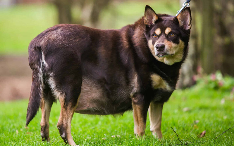 Согласно исследованиям, порядка 56% собак имеют проблемы с лишним весом. Фото dogisworld.com
