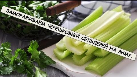 Замораживаем черешковый сельдерей на зиму .