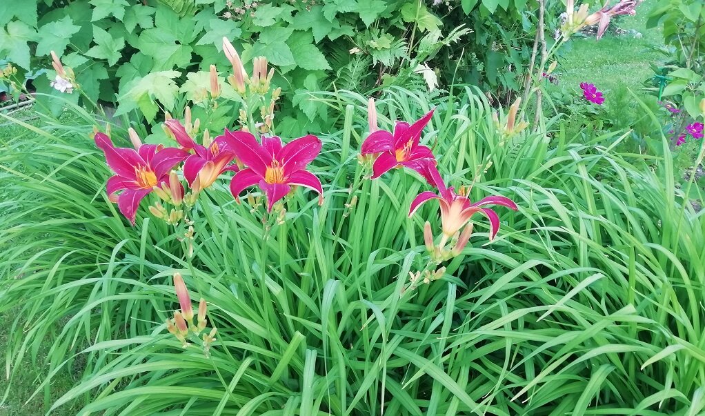 Расцвел у меня лилейник...