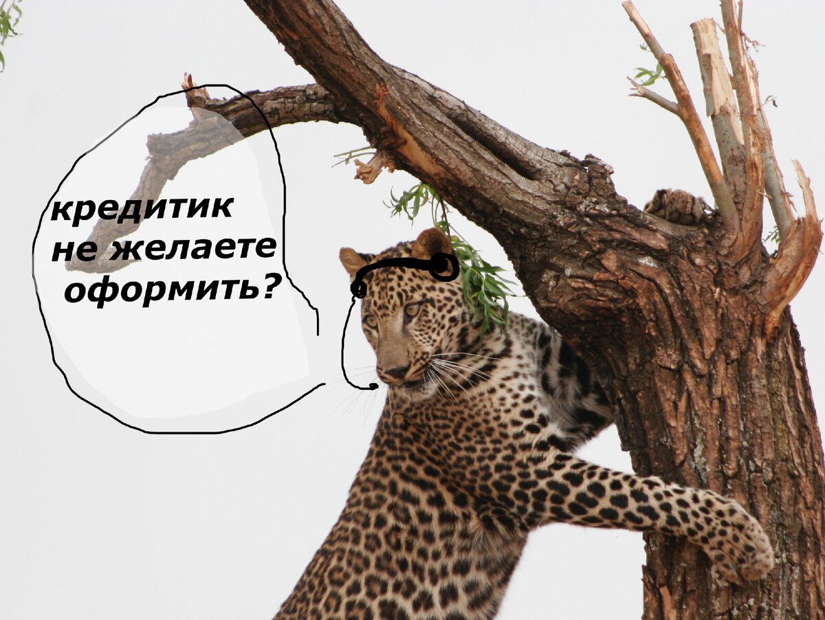 социальный леопард photo by Gary Whyte @ggrw1554 from https://unsplash.com/ 