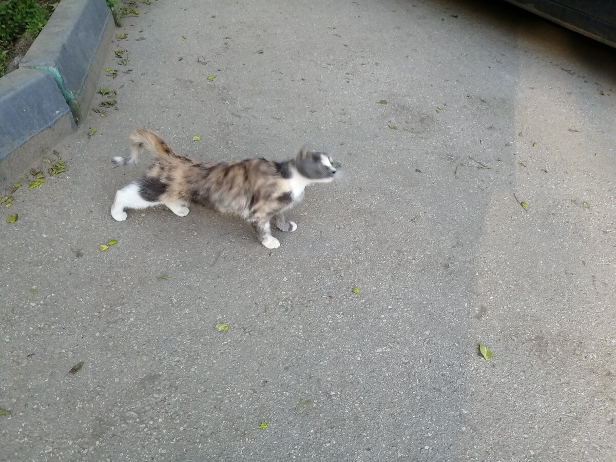 Бродячая кошка